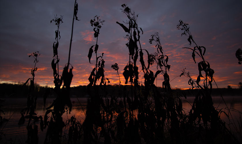Plants silhouetted over a lake sunrise